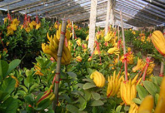 浙江金华佛手药用开发取得突破