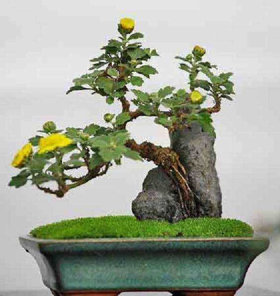 盆景小菊越冬管理的禁忌