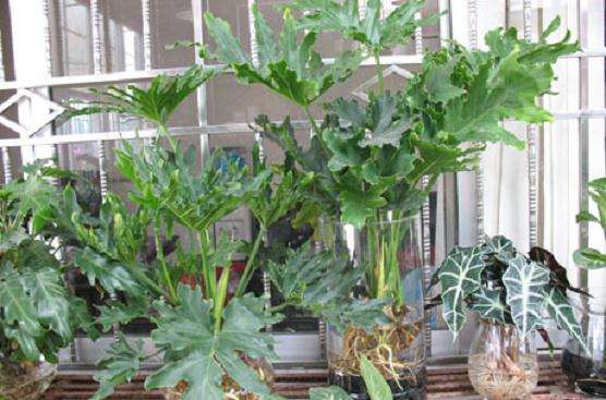 观叶盆景植物冬季养护