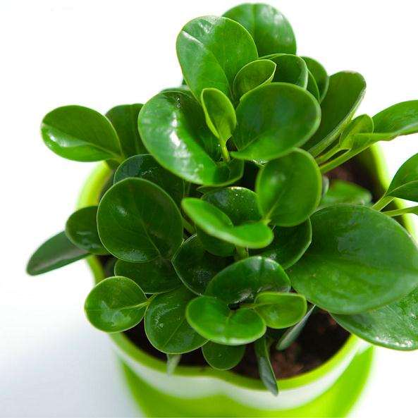 观叶植物病虫害防治