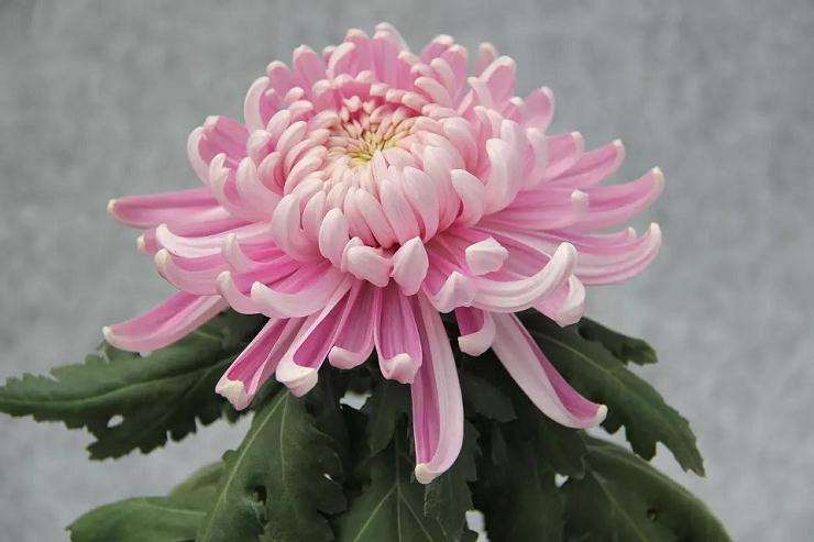 北方盆景菊的栽培技术