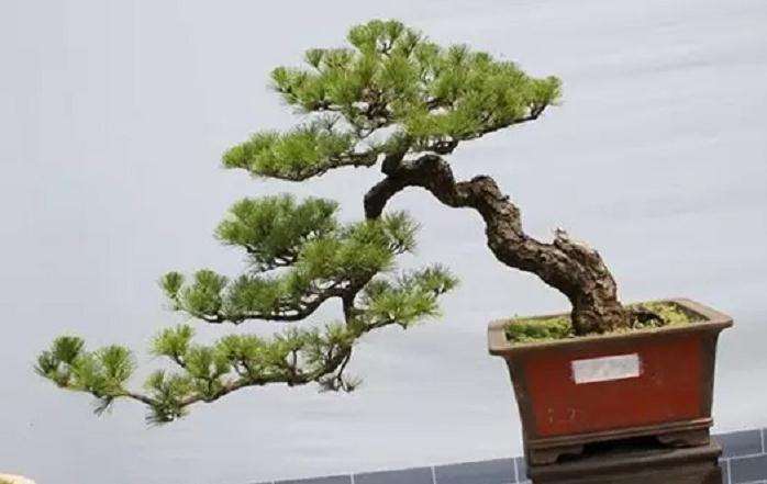 盆景本株靠接法