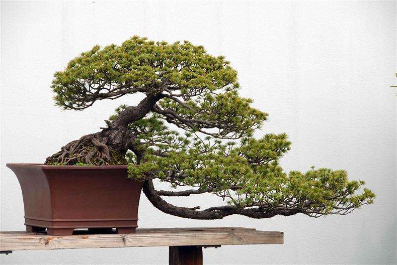 丛树盆景的制作方法