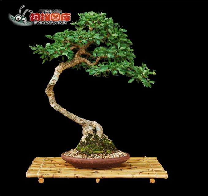 易做盆景素材的简介