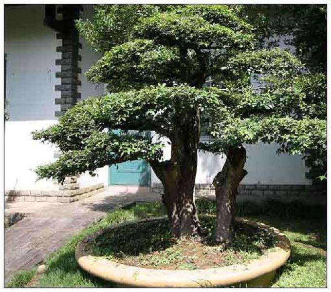 闽派盆景的知识篇