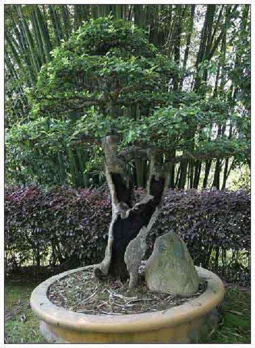 夏季种植的盆景五忌