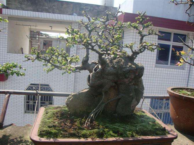 制作盆景优良的树种----木