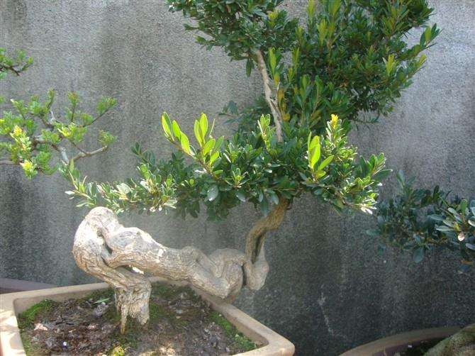 树桩盆景咋防腐？