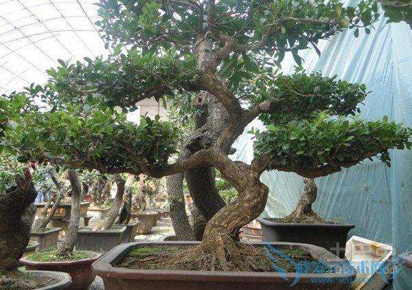 盆景制作应从哪些方面入手？