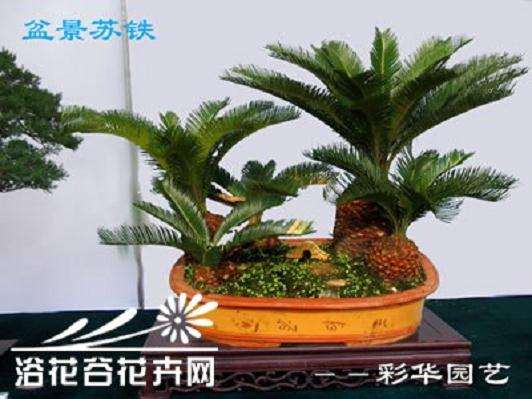 盆栽盆景的管理和放置