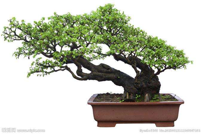 韩国客人:5.3万元买走盆景罗汉松