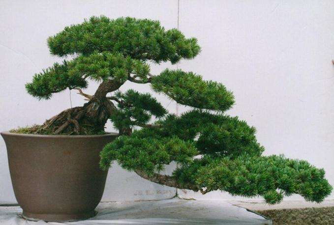 他买别墅给盆景“安家”