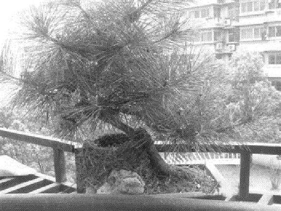 小鸟盆景筑“别墅”生儿育女(图)