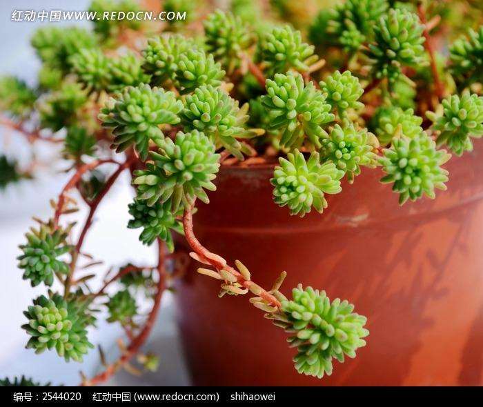 陈顺明开发出多肉植物盆景