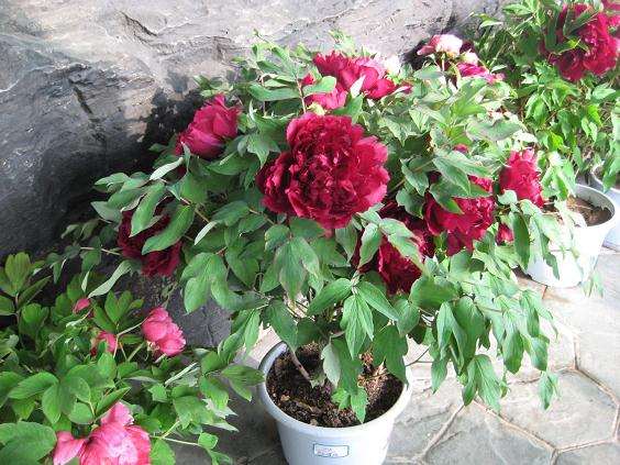 老城区农民杨昆在制作盆景牡丹