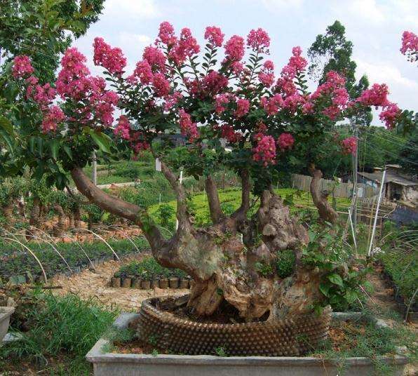 紫薇盆景引导潘菊明投身花卉业
