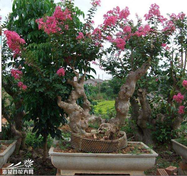 因道路改造 洛阳市延安路3500株牡丹盆景搬新家