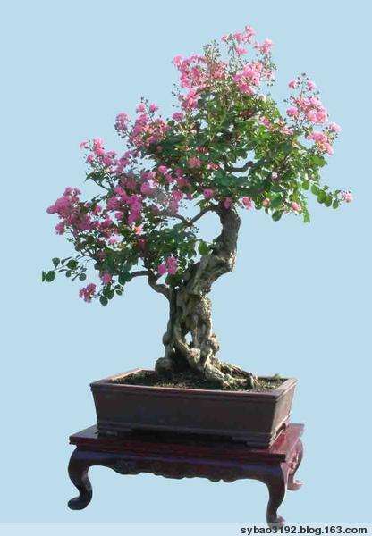 宁国市首届牡丹盆景展在木石园举行