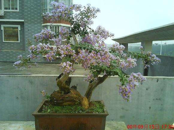 牡丹花石榴盆景栽培技术