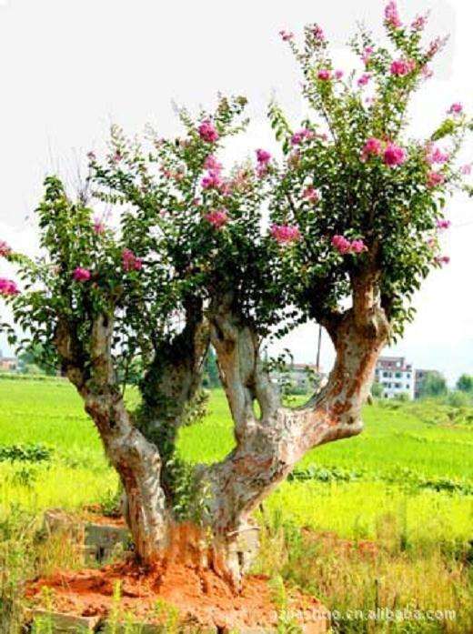 北京紫薇园这棵罕见“古桩紫薇”已从5年前1万涨到500万元!