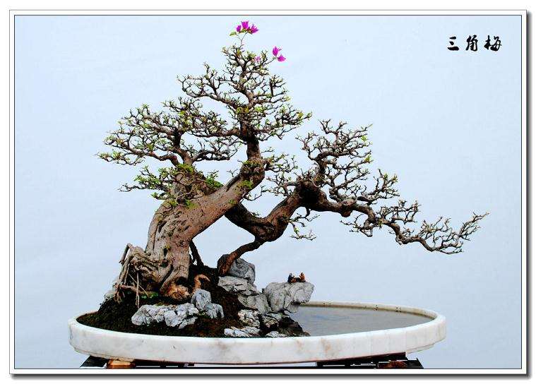 广东顺德的培育盆景高手李卫成