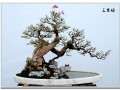 广东顺德的培育盆景高手李卫成
