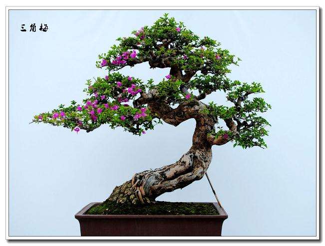 陈忠炎：奇石盆景好发家