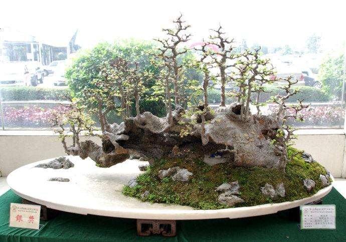 创业和人生一样 做盆景的老胡再寻资100万