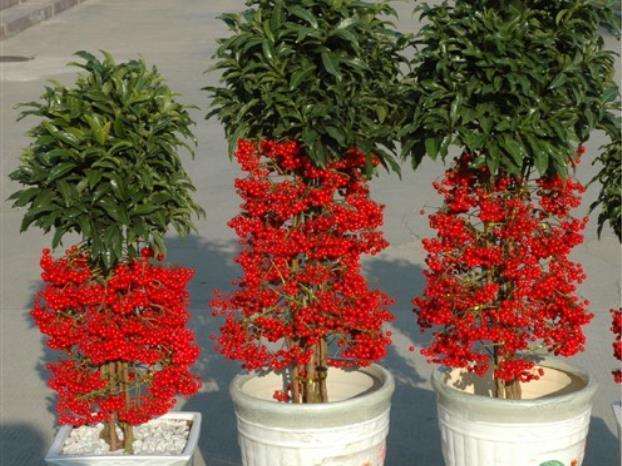 盆景奇葩---富贵籽