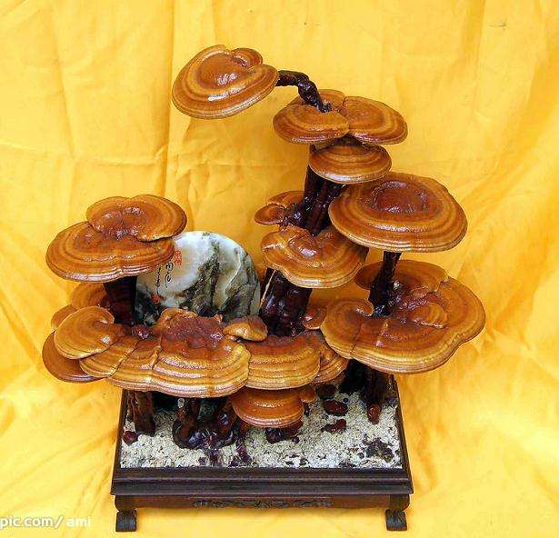 王虎平 有了&ldquo;只应天上有&rdquo;的灵芝盆景奇观