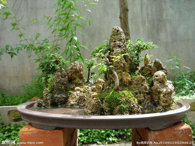 水旱盆景需时补充水分 否则会枯死