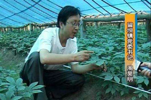 人参(西洋参)花卉盆景培育技术