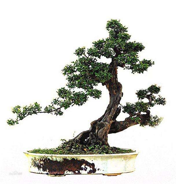 象形式盆景如何制作?