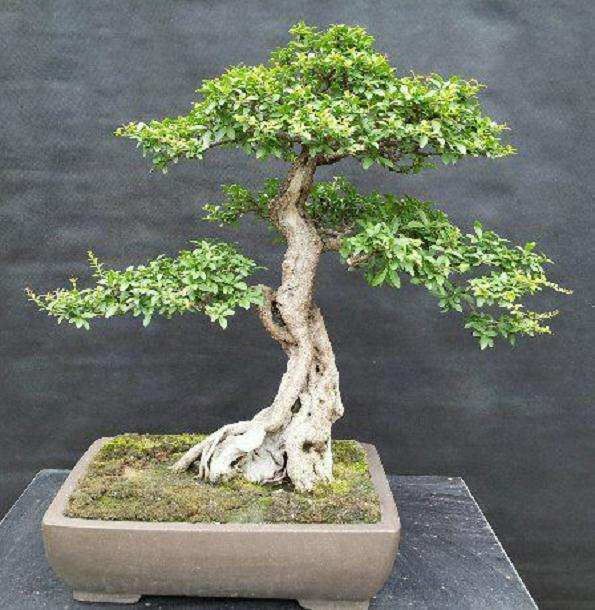 女贞盆景制作技术和造型技术