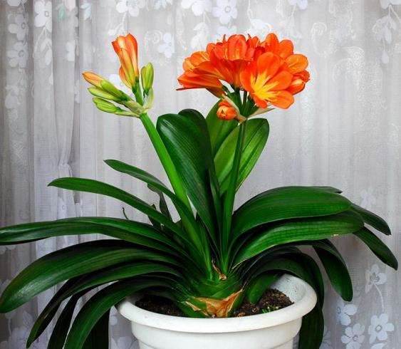 烂根的君子兰盆景怎么挽救