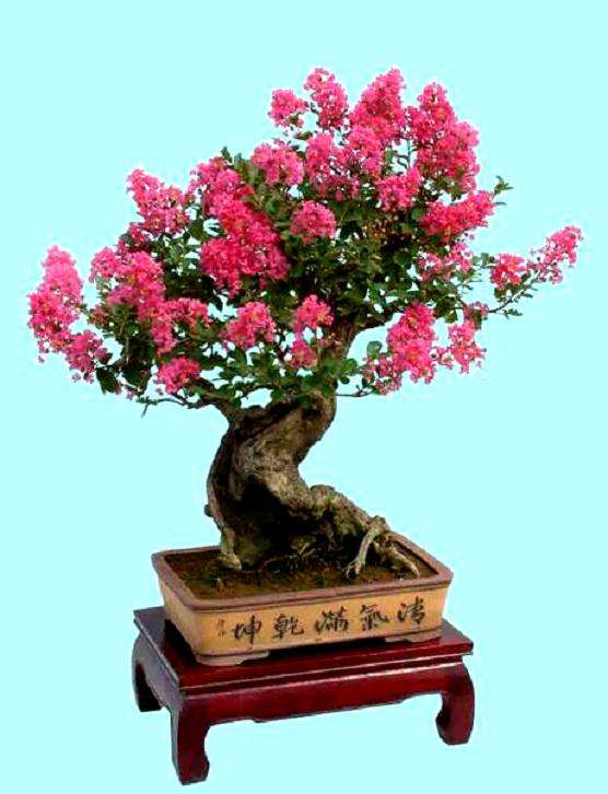 盆景奇葩——矮紫薇