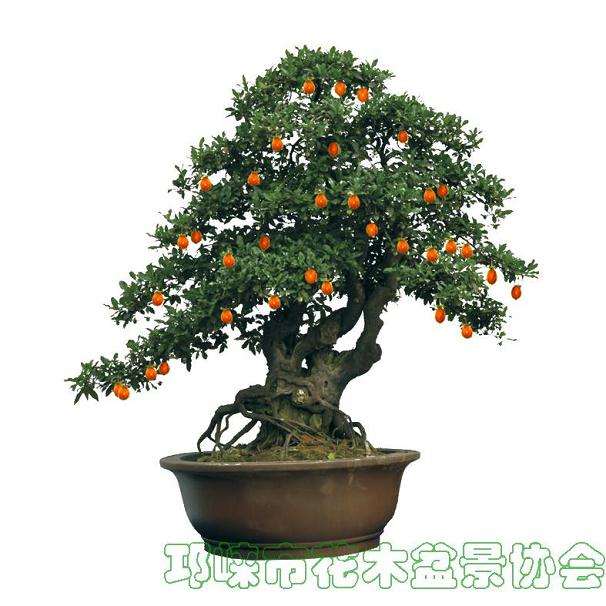 花木盆景病虫害无污染防治法