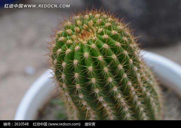 仙人掌“小型沙漠”盆景范例