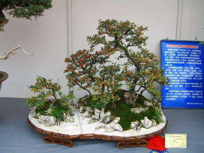 杂木类树桩盆景在生长期的修剪应注意什么?