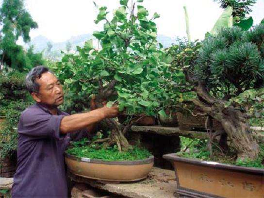 徽县农民刘继明靠盆景致富