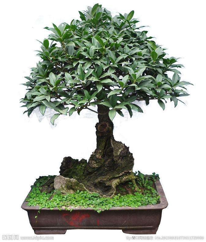 桂花的盆景主要病害及防治