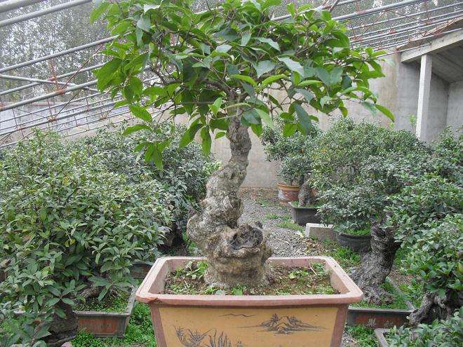 村民从事盆景制作户增收4000元