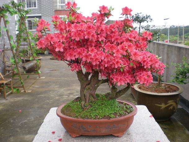 杜鹃盆景的摘蕾技巧