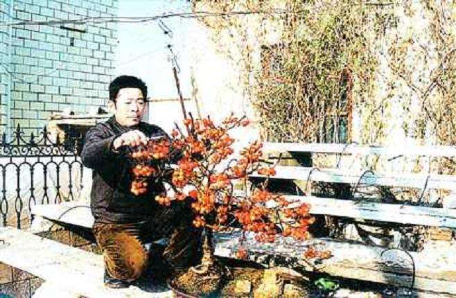 孙炳法做盆景妙招致富