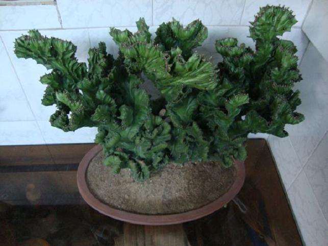 皱叶麒麟盆景的制作与管理