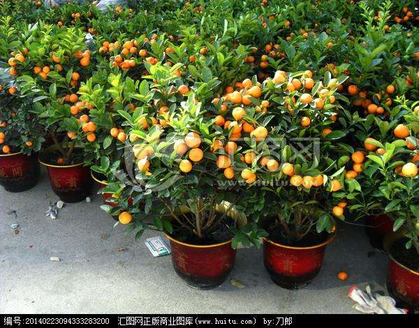 邬学芬又出奇招制作春香桔树盆景