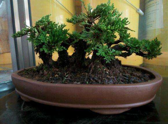 珍稀室内微型盆景--－还魂草