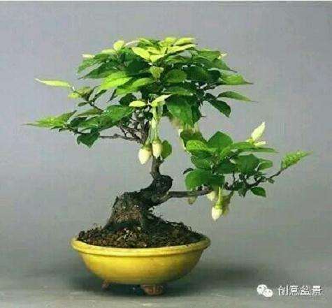 微型盆景的养护和病虫害防治