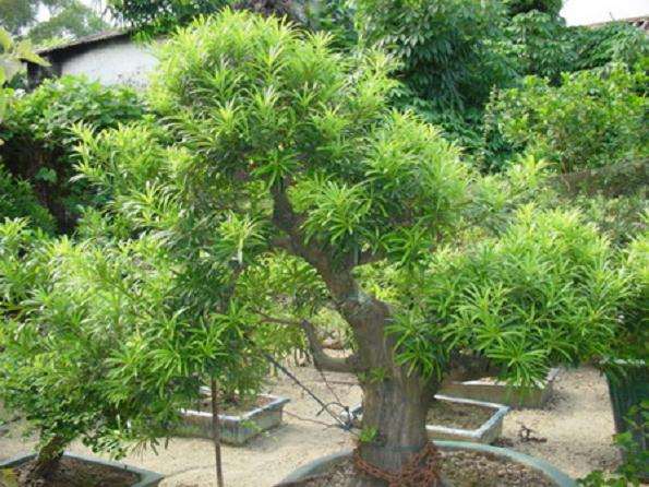 余甘子盆景的修剪和移植