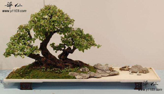 你知道苏派盆景由哪五大部分组成吗